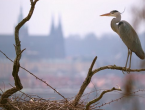 Planeta Praha
